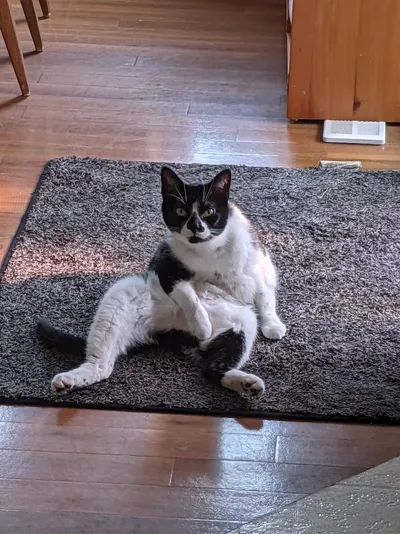 Kyp the cat