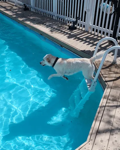 Rex the dog