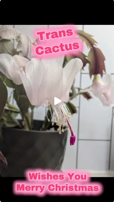 It was an Easter Cactus last year. 🤷 @planthony #plantlife #planttok